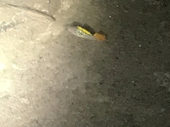 Xiphophorus variatus