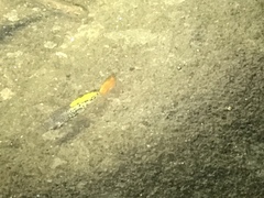 Xiphophorus variatus