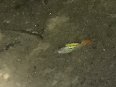 Xiphophorus variatus