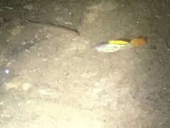 Xiphophorus variatus