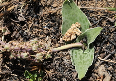 Ledebouria ovatifolia ovatifolia