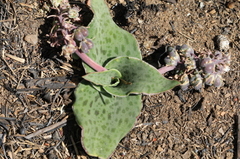 Ledebouria ovatifolia ovatifolia
