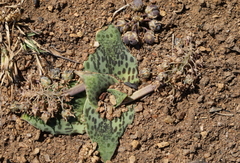 Ledebouria ovatifolia ovatifolia
