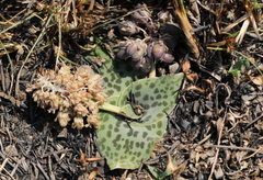 Ledebouria ovatifolia ovatifolia