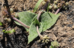 Ledebouria ovatifolia ovatifolia
