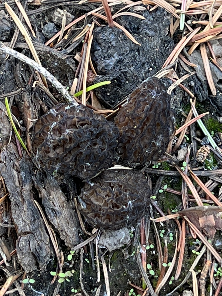 Black Morels in June 2023 by joemat. GROUP. On burnt ground. · iNaturalist