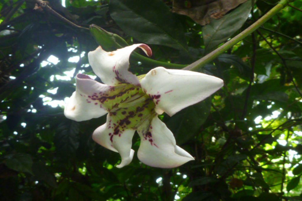 Rothmannia longiflora