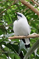 Leucopsar rothschildi