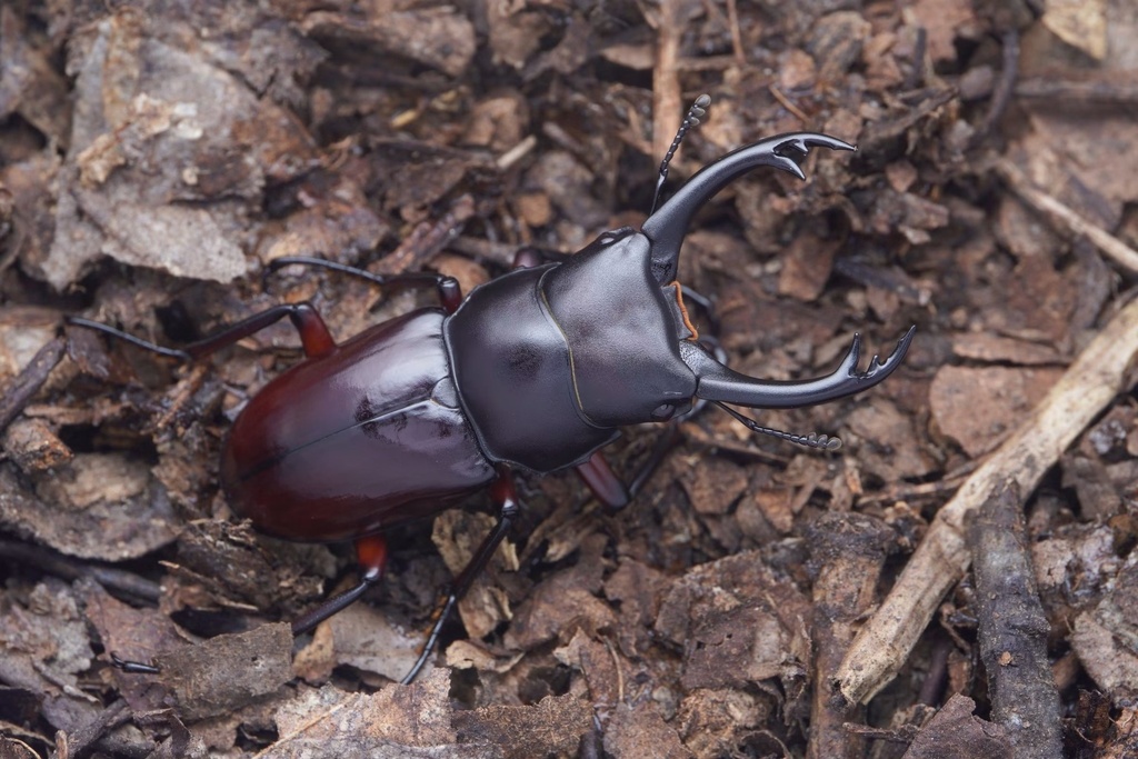 Dorcus haitschunus