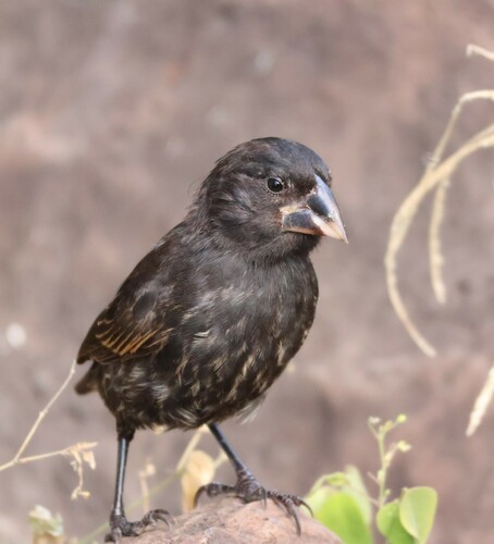 Espanola Cactus Finch (Geospiza conirostris), photo 6