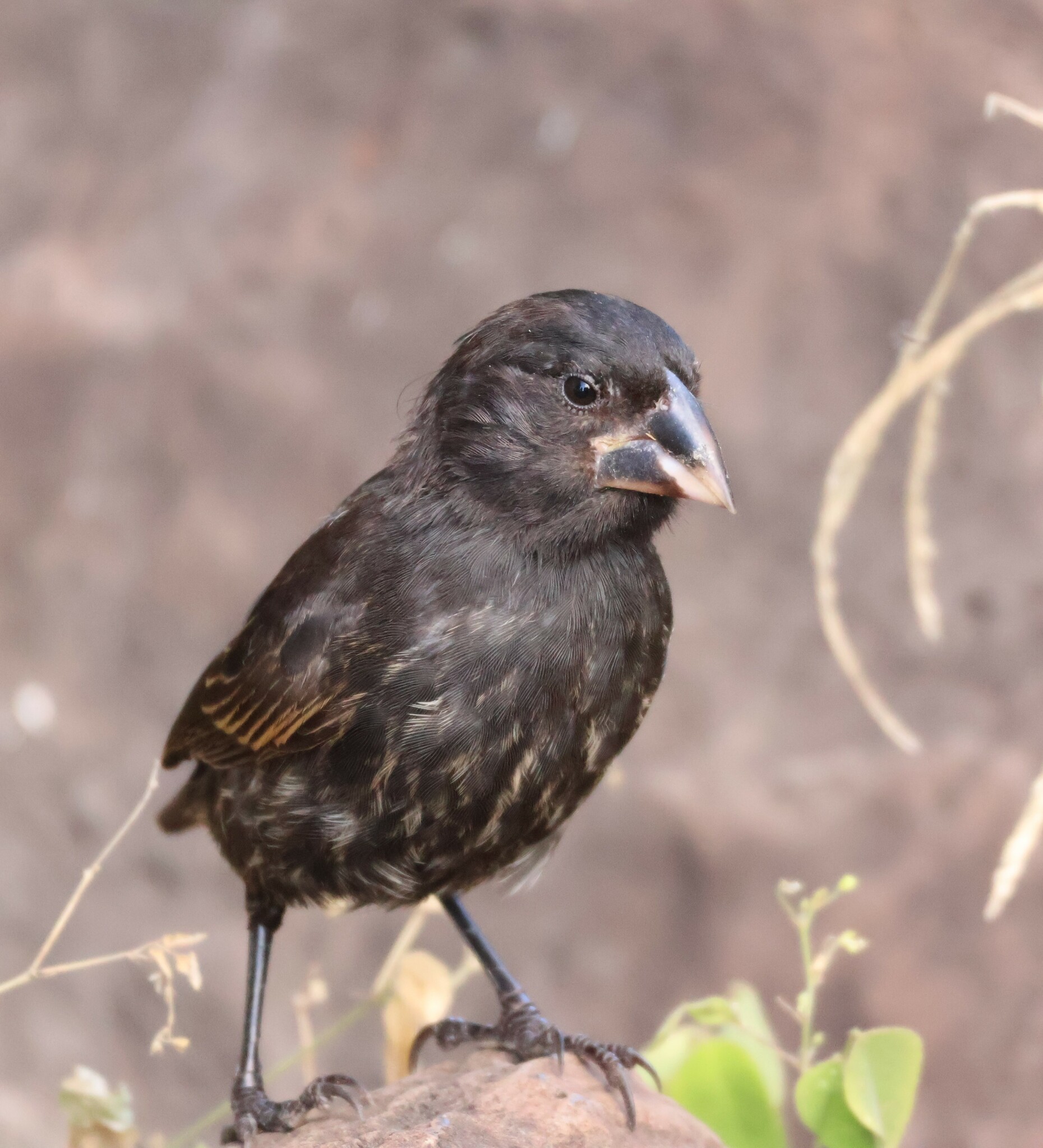 Espanola Cactus Finch (Geospiza conirostris), photo 4