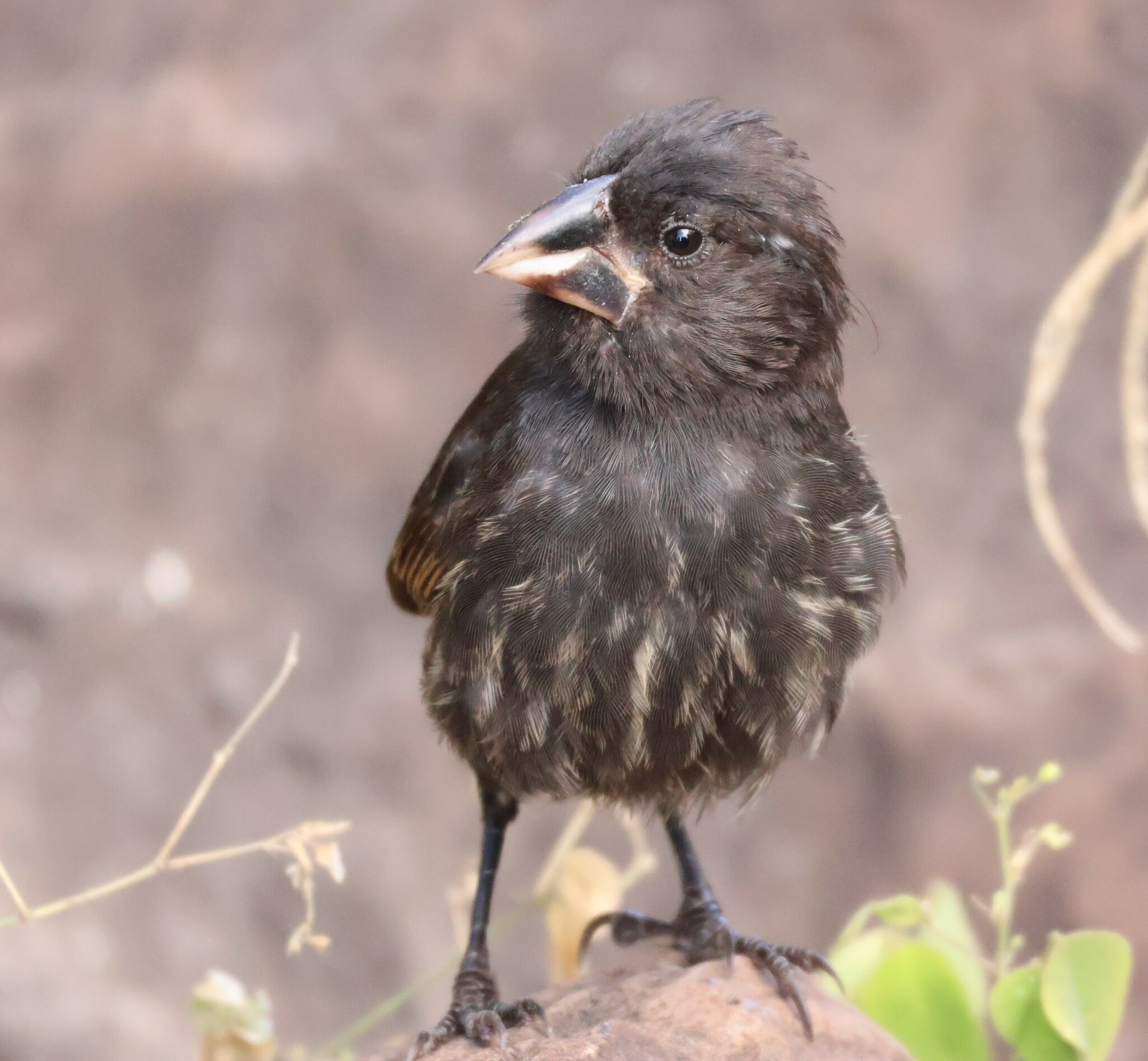 Espanola Cactus Finch (Geospiza conirostris), photo 5