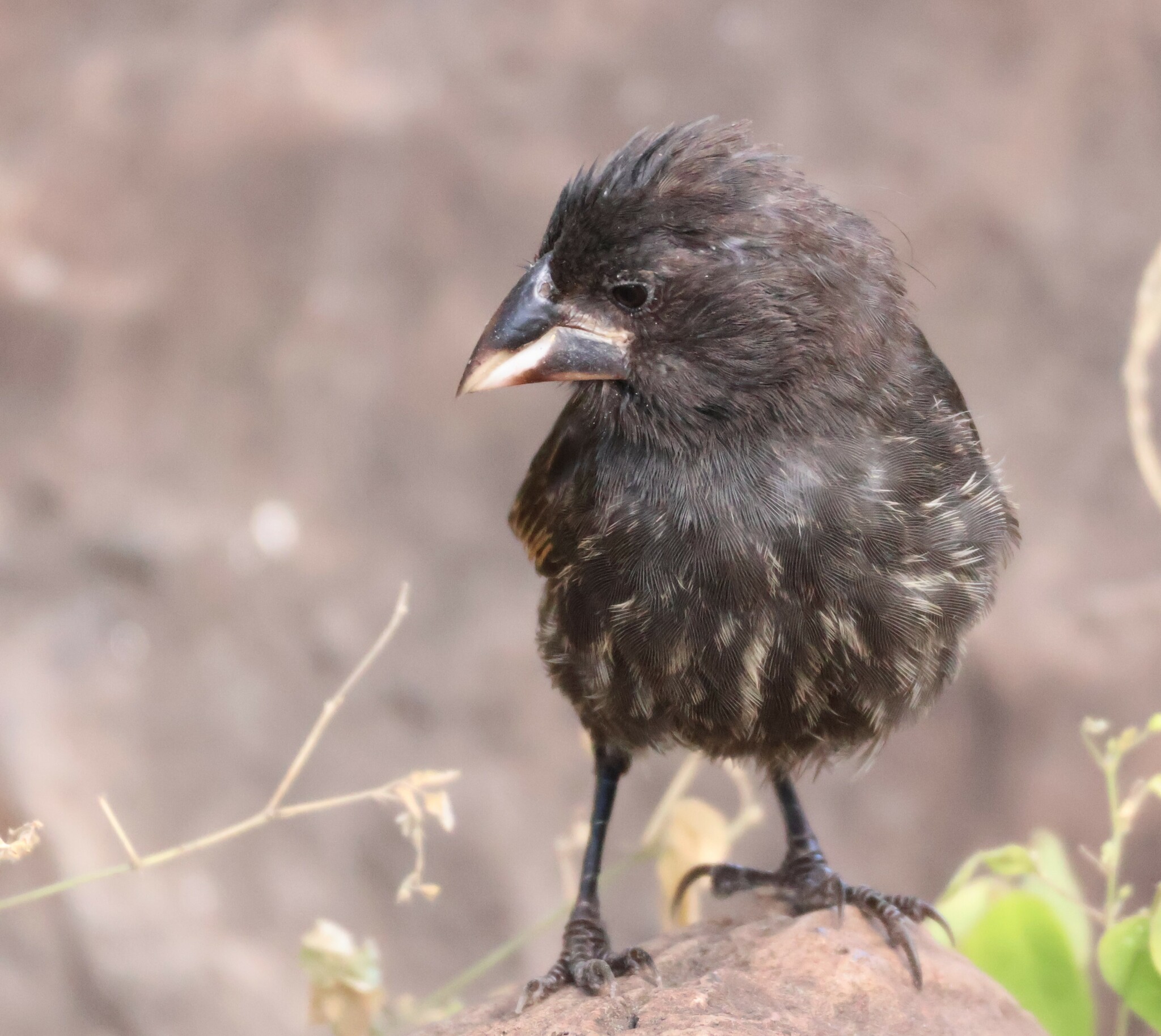 Espanola Cactus Finch (Geospiza conirostris), photo 6