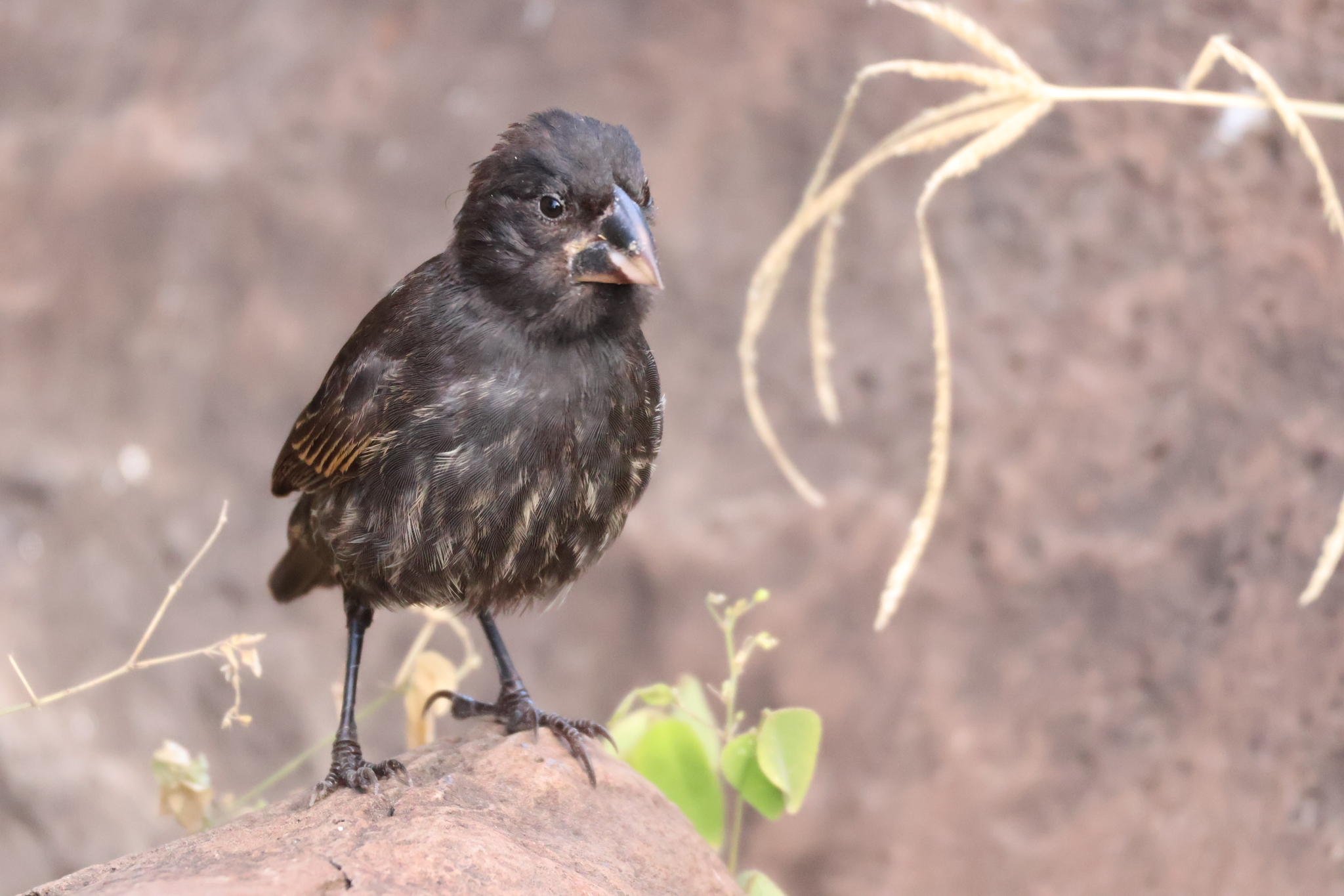 Espanola Cactus Finch (Geospiza conirostris), photo 7