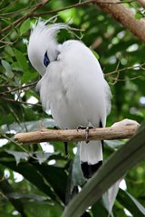 Leucopsar rothschildi