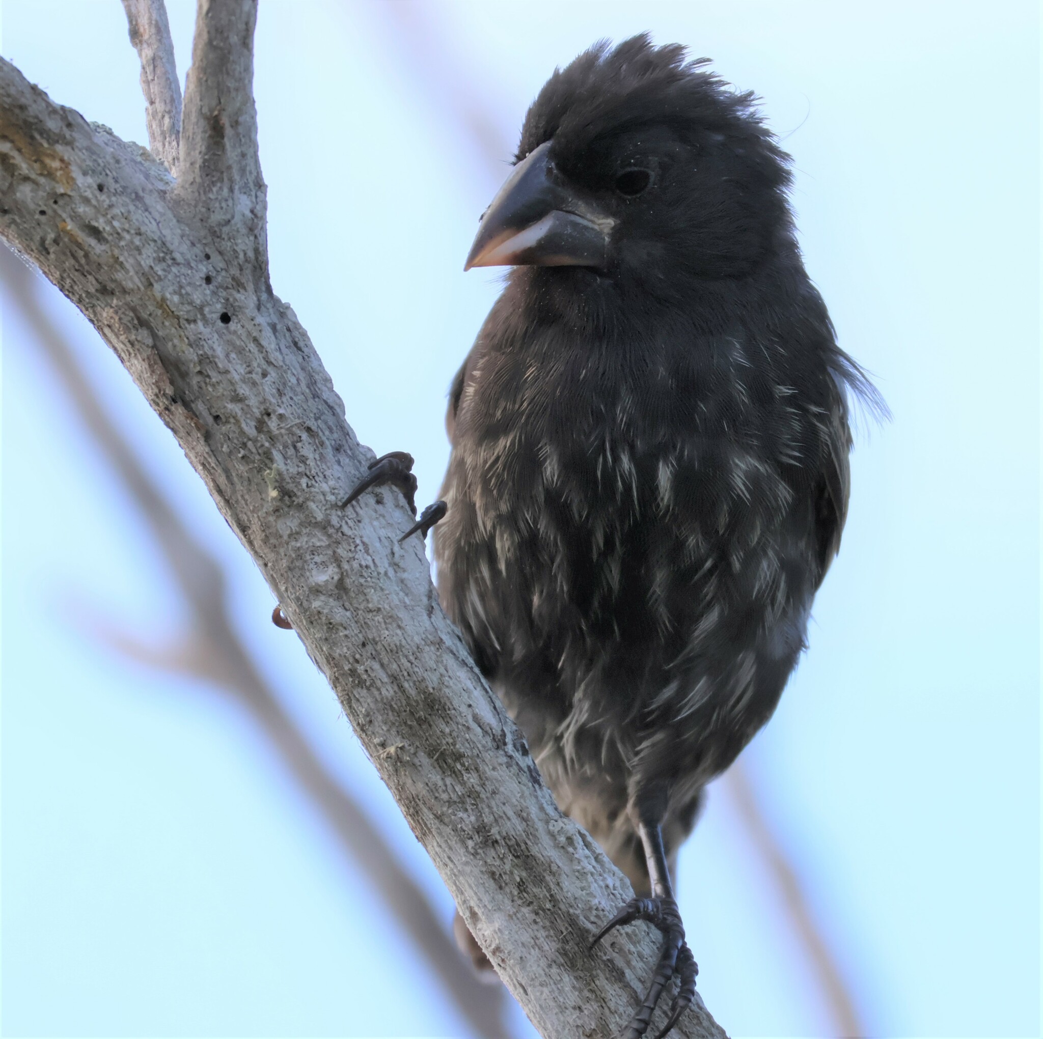 Espanola Cactus Finch (Geospiza conirostris), photo 8