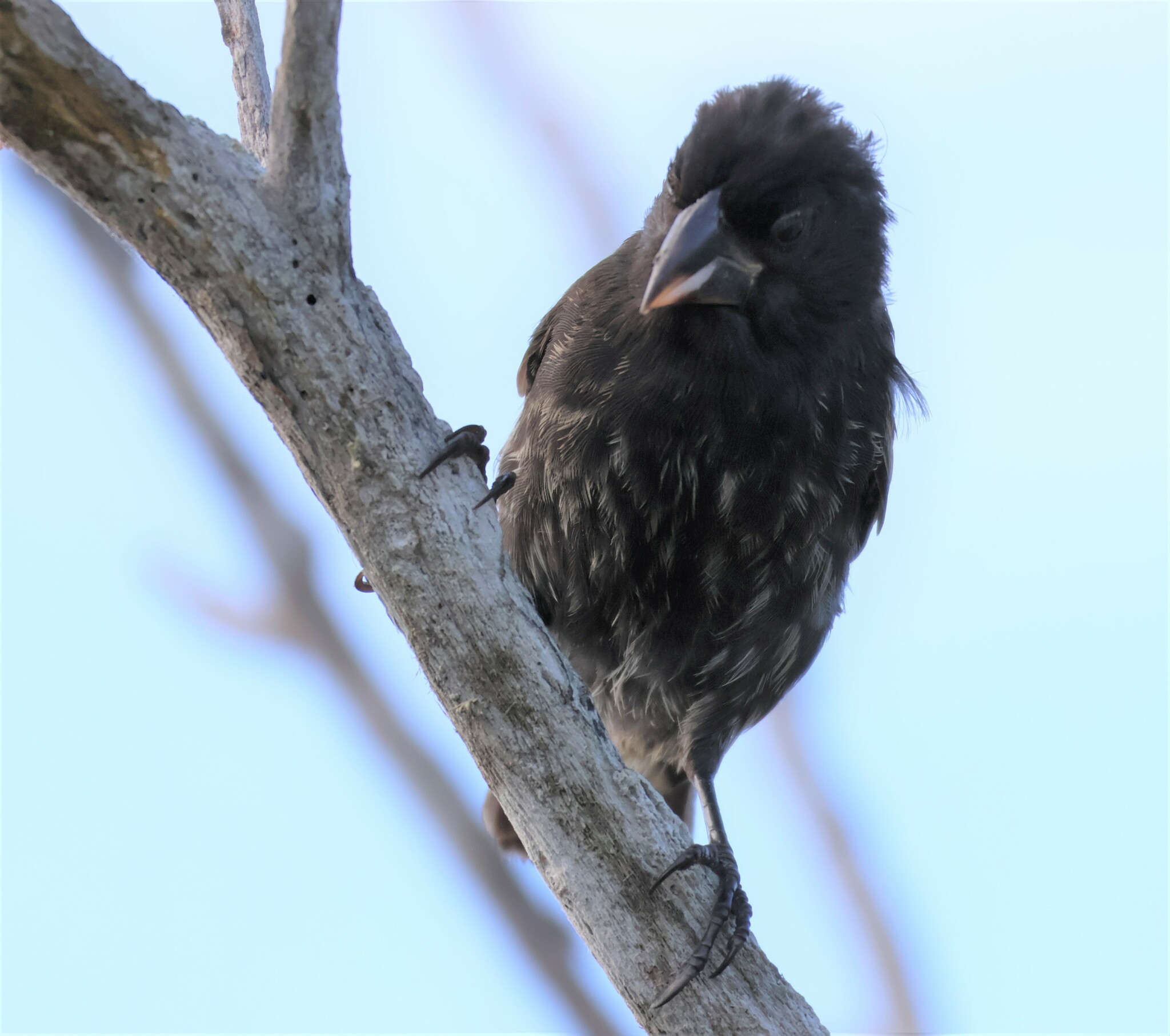 Espanola Cactus Finch (Geospiza conirostris), photo 9