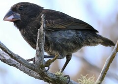 Large Cactus Finch photo 3