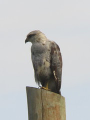 Buteo nitidus