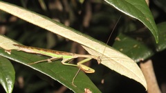 Polyspilota aeruginosa