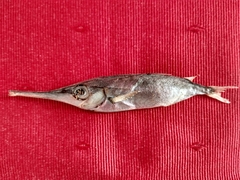 Macroramphosus gracilis