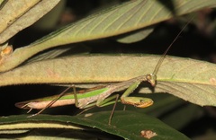 Polyspilota aeruginosa