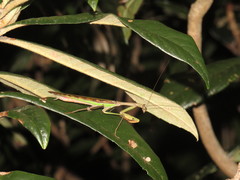 Polyspilota aeruginosa