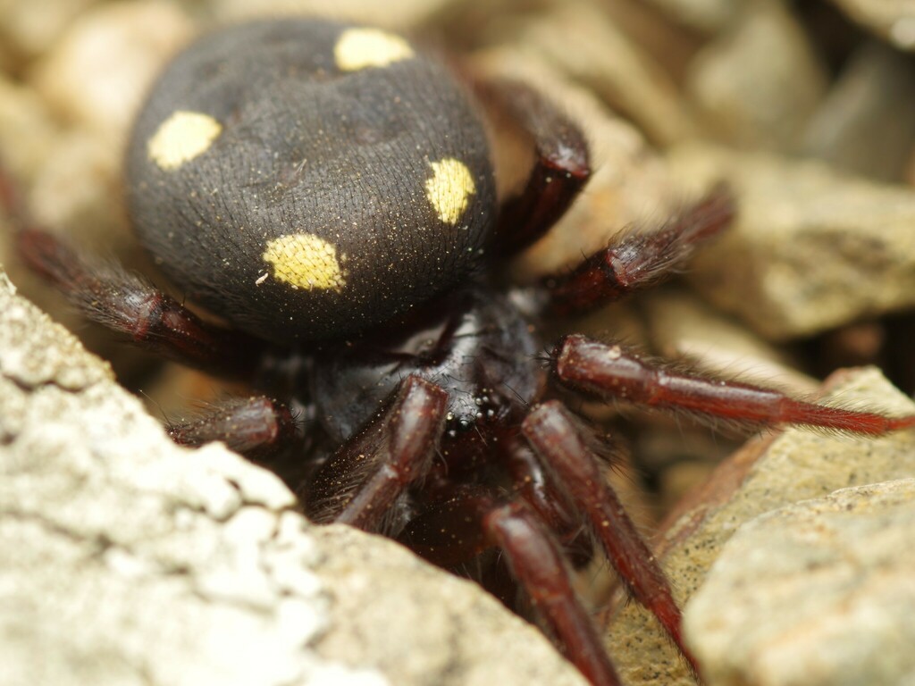 Uroctea durandi