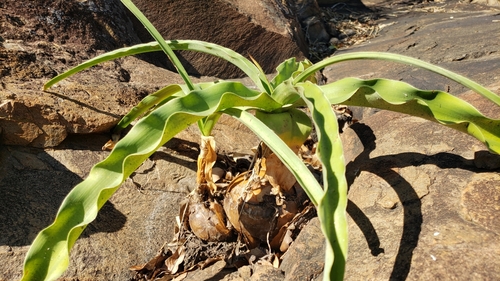 Crinum macowanii image