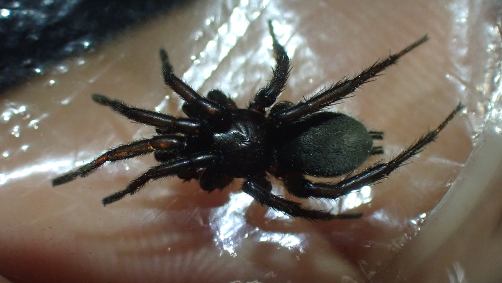 Gnaphosa occidentalis