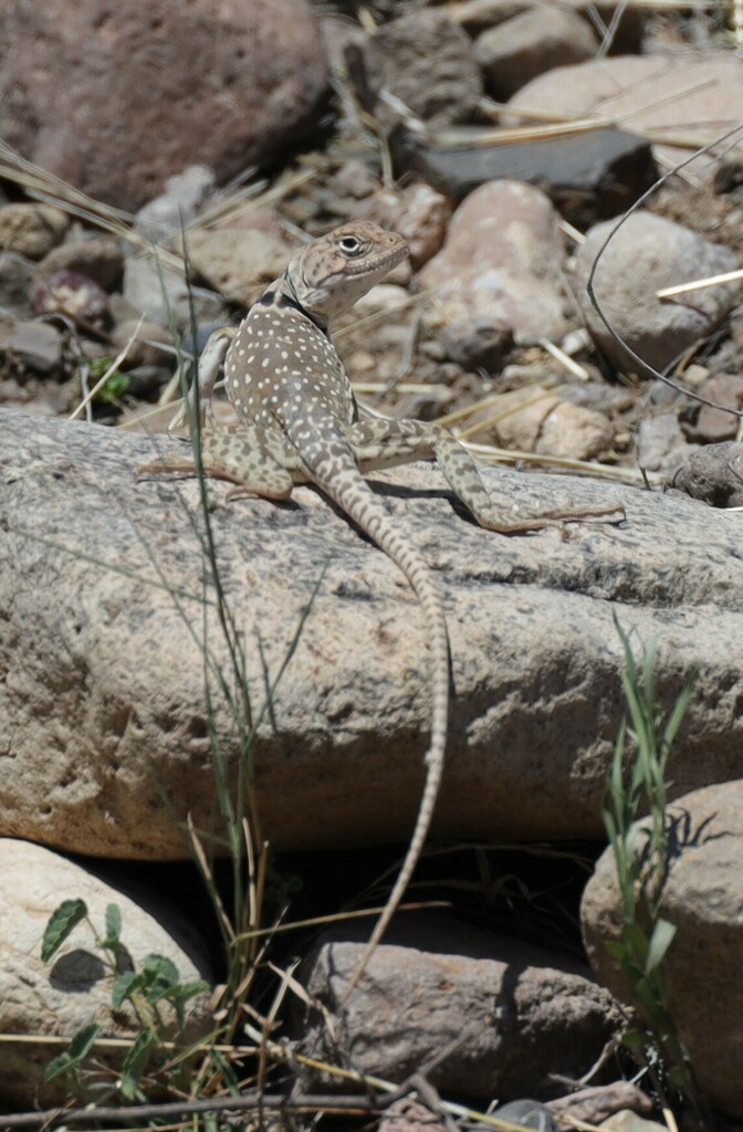 Eastern Collared Lizard from Presidio County, US-TX, US on June 5, 2023 ...