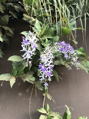 Petrea