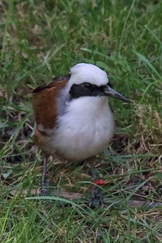 Garrulax leucolophus