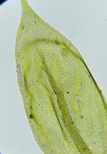 Image of Cirriphyllum crassinervium by (c) Helen Waterman, some rights reserved (CC BY)