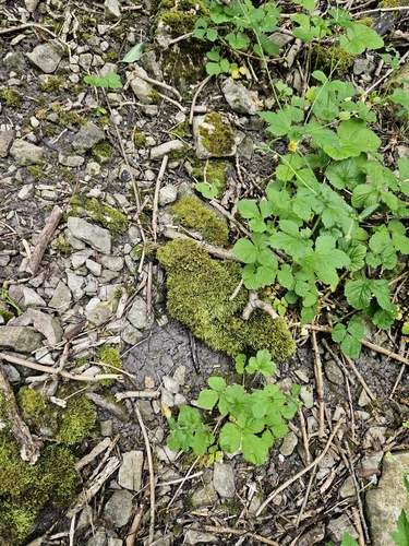 Image of Cirriphyllum crassinervium by (c) Helen Waterman, some rights reserved (CC BY)