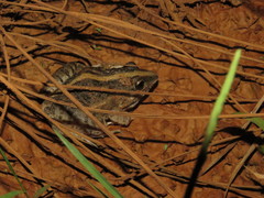Leptodactylus fuscus