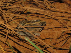 Leptodactylus fuscus