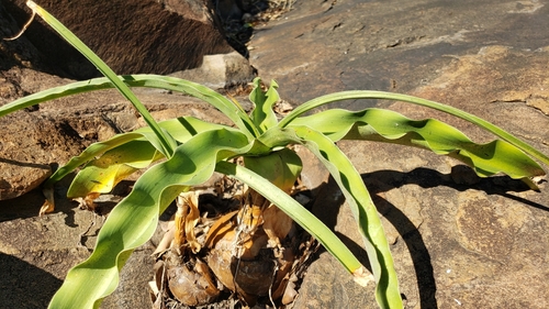 Crinum macowanii image