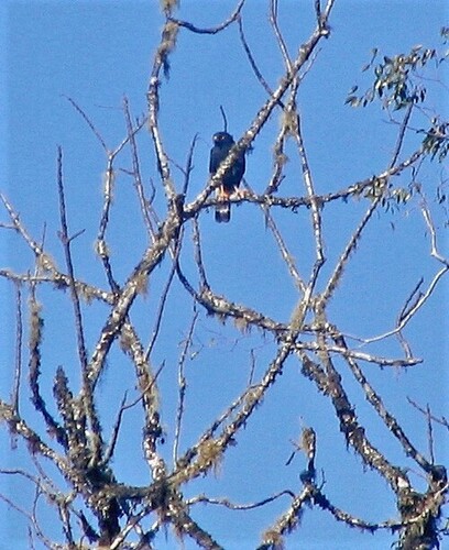 White-rumped Hawk (Parabuteo leucorrhous), photo 9