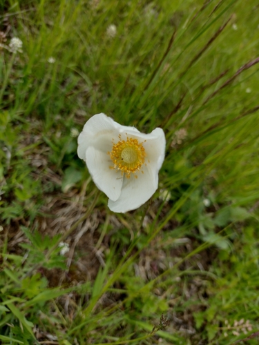 veternica lesná (Anemonoides sylvestris)