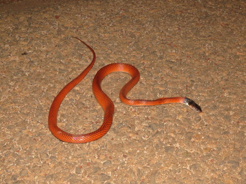 Photo of a Tschudi's False Coral Snake (Oxyrhopus melanogenys)