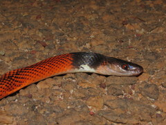 Oxyrhopus melanogenys