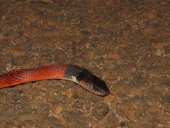 Oxyrhopus melanogenys