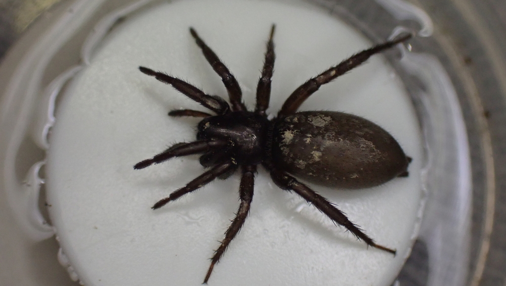 Gnaphosa opaca