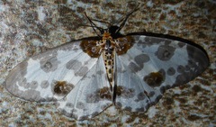 Abraxas lugubris