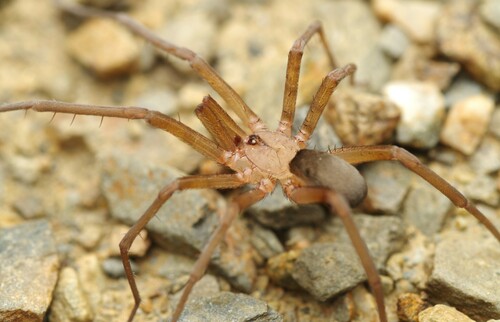 Filistata insidiatrix