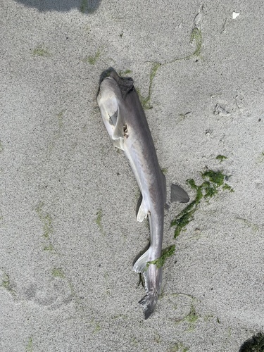 Dusky Smooth-hound photographed in Massachusetts