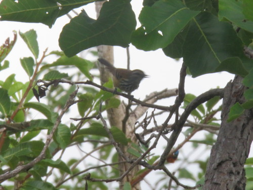 Formicivora rufa