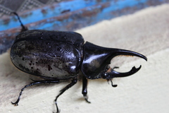Dynastes moroni