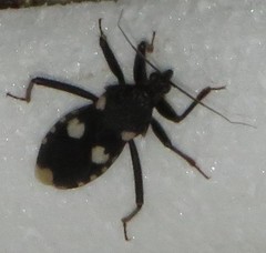 Acanthaspis obscura